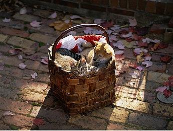 传2026年《使命召唤》新作将登陆下世代Xbox主机